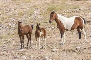Tooele County Prints: USA, Utah, Tooele County. Wild horse mare and colts