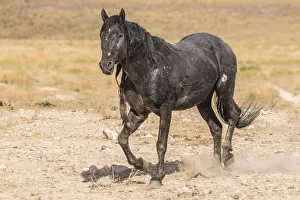 Tooele County Prints: USA, Utah, Tooele County. Wild horse stallion close-up