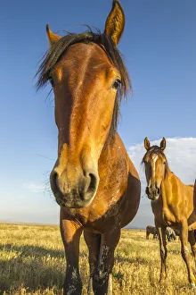 Images Dated 24th July 2018: USA, Utah, Tooele County. Wild horses close-up