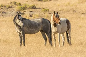 Tooele County Prints: USA, Utah, Tooele County. Wild horses close-up