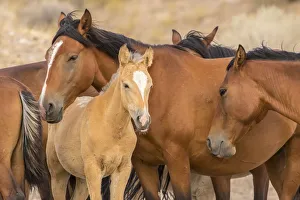 Images Dated 24th July 2018: USA, Utah, Tooele County. Wild horses close-up
