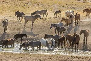 Images Dated 23rd July 2018: USA, Utah, Tooele County. Wild horses drinking from waterhole