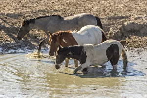 Waterhole Prints: USA, Utah, Tooele County. Wild horses drinking from waterhole