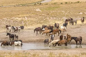 Images Dated 21st July 2018: USA, Utah, Tooele County. Wild horses drinking from waterhole