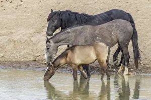 USA, Utah, Tooele County. Wild horses drinking from waterhole