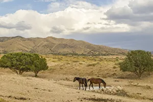 Waterhole Prints: USA, Utah, Tooele County. Wild horses drinking from waterhole