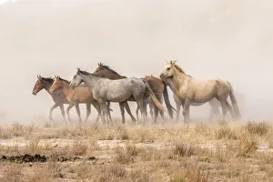 Tooele County Prints: USA, Utah, Tooele County. Wild horses and dust