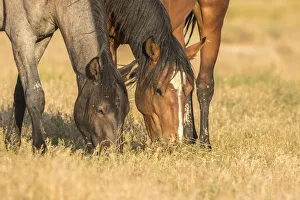 Tooele County Prints: USA, Utah, Tooele County. Wild horses grazing