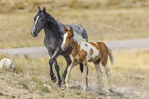 Parent Prints: USA, Utah, Tooele County. Wild horses mother and colt