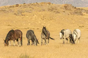 Tooele County Prints: USA, Utah, Tooele County. Wild horses on plain