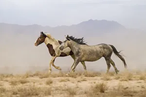 USA, Utah, Tooele County. Wild horses running
