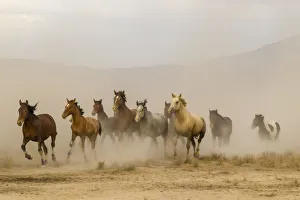 Tooele County Prints: USA, Utah, Tooele County. Wild horses running
