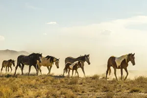 Band Prints: USA, Utah, Tooele County. Wild horses walking