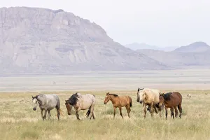 Images Dated 26th July 2018: USA, Utah, Tooele County. Wild horses walking
