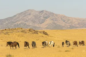 Images Dated 23rd July 2018: USA, Utah, Tooele County. Wild horses walking