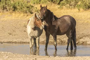 Waterhole Prints: USA, Utah, Tooele County. Wild horses in waterhole