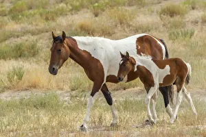 Tooele County Prints: USA, Utah, Tooele County. Wild mare horse and colt