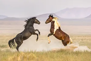 Fight Prints: USA, Utah, Tooele County. Wild stallions fighting