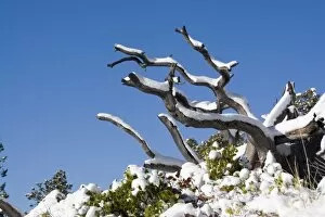 USA - Utah. Tree branches with snow at Bryce Canyon National Park after snowstorm