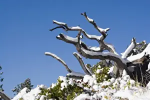 Greenery Prints: USA - Utah. Tree branches with snow at Bryce Canyon National Park after snowstorm