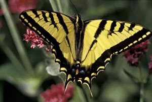 Images Dated 6th October 2003: USA, Utah Two-tailed swallowtail butterfly (Papilio multicaudata) on red valerian