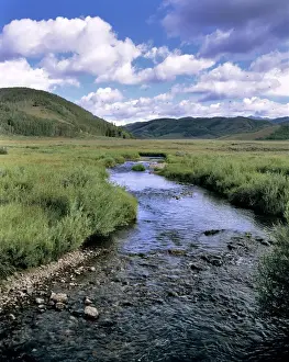 Winding Prints: USA, Utah, Uinta NF. Birds flock over a small mountain stream that flows out of the Uinta NF
