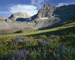 Wasatch Prints: USA, Utah, Uinta-Wasatch-Cache National Forest, Wildflower meadows below Mount Timpangos
