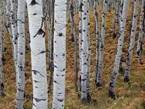 Images Dated 5th October 2010: USA, Utah, Uinta-Wasatch-Cache National Forest, Alpine Loop Scenic Byway, aspen