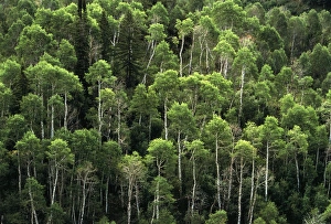 Images Dated 15th February 2013: USA, Utah, View of aspen trees at Wood Camp Hollow
