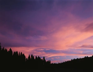 Spruce Prints: USA, Utah, View of Clouds and trees at Dixie National Forest