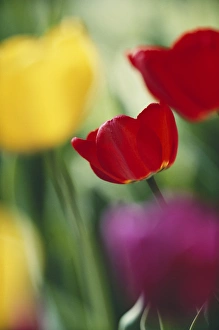 Fragile Prints: USA, Utah, View of Tulips Garden in Cache valley