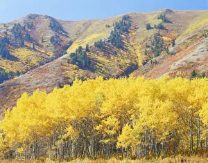 Wasatchcache National Forest Prints: USA, Utah, Wasatch-Cache