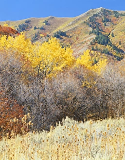 Low Angle View Prints: USA, Utah, Wasatch- Cache National Forest, Wellsville Mountains, Forest in autumn