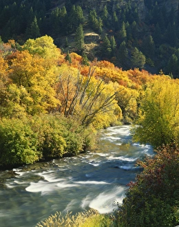 USA, Utah, Wasatch-Cache National Forest, Maples (Acer Grandidentatum) and birches
