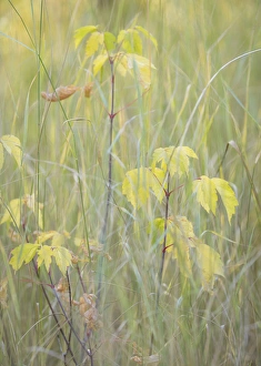 Images Dated 22nd September 2015: USA, Utah, Wasatch Cache National Forest. Box elder sapling in meadow. Credit as