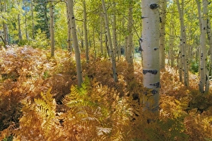 Images Dated 21st September 2015: USA, Utah, Wasatch Cache National Forest. Bracken ferns and aspen trees. Credit as