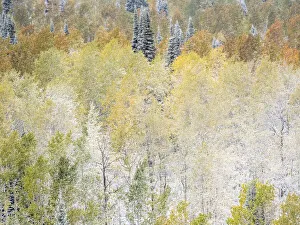 Highway 39 Prints: USA, Utah, Wasatch Mountain Range fresh autumn snows, Aspens just off of Highway 39
