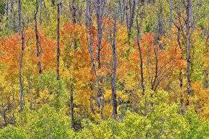 Aspen Prints: USA, Utah. Wasatch Mountains Aspen in fall color along Highway 39