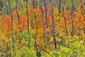 Aspen Prints: USA, Utah. Wasatch Mountains Aspen in fall color along Highway 39