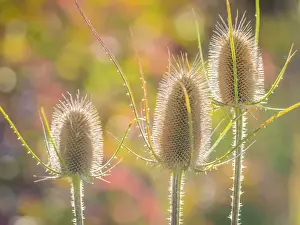 Images Dated 14th September 2015: USA, Utah, Wasatch Mountains. Backlit teasel weeds