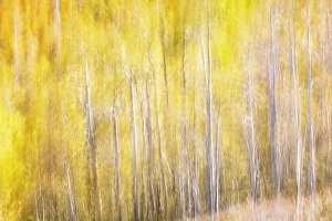 Blur Prints: USA, Utah. Wasatch Mountains blur of Aspen in fall color along Highway 39