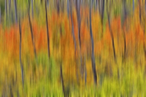 Blur Prints: USA, Utah. Wasatch Mountains blur of Aspen in fall color along Highway 39