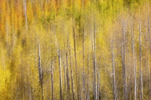 Blur Prints: USA, Utah. Wasatch Mountains blur of Aspen in fall color along Highway 39
