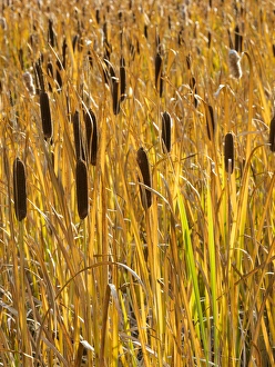 Images Dated 14th September 2015: USA, Utah, Wasatch Mountains. Cattails in field