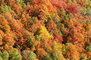 Maple Prints: USA, Utah. Wasatch Mountains maple in fall color along Highway 39