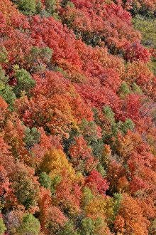 Maple Prints: USA, Utah. Wasatch Mountains maple in fall color along Highway 39