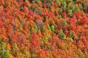 Maple Prints: USA, Utah. Wasatch Mountains maple in fall color along Highway 39