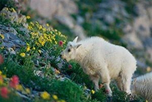 Images Dated 10th July 2006: USA, Utah, Wasatch Mountains, Mt Timpanogos Wilderness Area, Young Mountain Goat