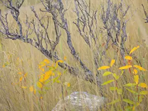 Images Dated 15th September 2015: USA, Utah, Wasatch Mountains. Sagebrush and common dogbane in fall meadow. Credit as
