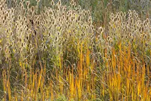 Images Dated 14th September 2015: USA, Utah, Wasatch Mountains. Teasel weeds and cattails